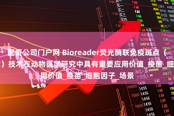 配资公司门户网 Bioreader荧光酶联免疫斑点（FluoroSpot）技术在动物医学研究中具有重要应用价值_疫苗_细胞因子_场景